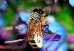 Inteligencia artificial en la apicultura: así está cambiando el trabajo apícola