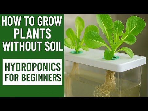 How to Grow Plants Without Soil | Hydroponics for Beginners