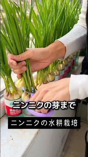 Easy hydroponic cultivation of garlic sprouts at home