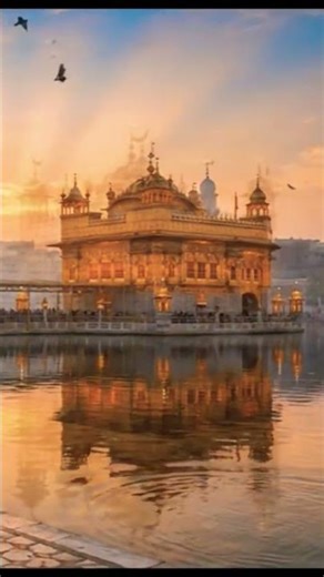 sahib#liveshaheedisamagamgurudwarachamkaursahib the sri harminder