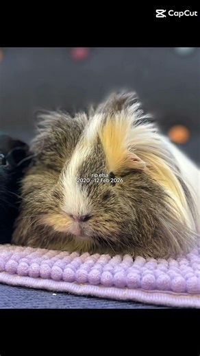 rest in peace elsa 🕊❤️