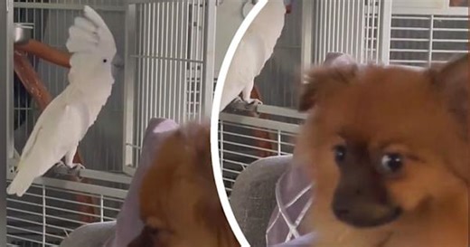 Dog left hilariously confused as parrot imitates barking