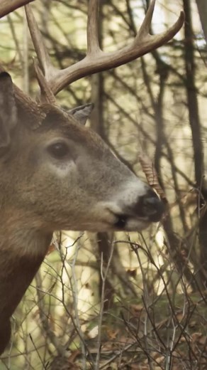 Identifying a One Lung Shot in Deer Hunting