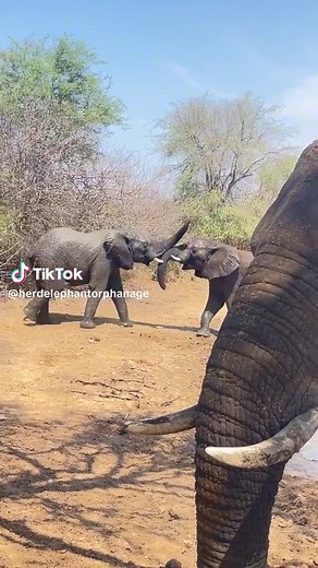 Setombe Elephant Keeps a Close Eye on Boys | Elephant Mating Behavior