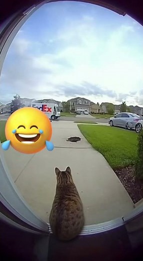 Cat Throws GRENADE at FedEx Driver on Doorbell Cam (Unbelievable Footage) #cutecats #catfunny #cat
