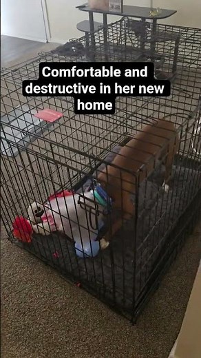 Her Comfort Zone is Our Nightmare #doglife #destructive #funny
