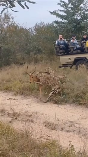 2.2K views | Two powerful leopards work together, gripping their prey...