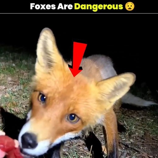 Why You Should Never Keep A Fox As A Pet