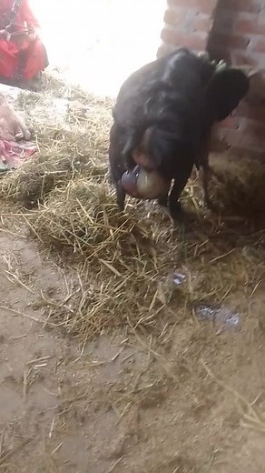 Goat Giving Birth in Barn: A Beautiful Moment