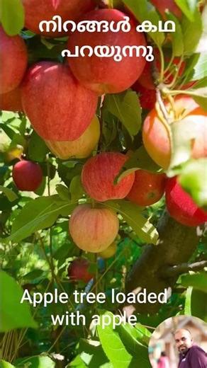 apple tree #malayalam #apple#agriculture,India's Fertilizer Boom 2025: Growth, Innovation & Impact