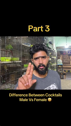 Male vs Female Cockatiel? 🦜 (Stop Guessing!) How to tell the difference between male and female Cockatiels! 🦜 From behavioral signs to visual markings, here is how you can identify your bird's gender in 2026. Perfect for cockatiel breeding and pet owners! Follow for more expert bird tips. 1. #Cockatiel 2. #MaleVsFemale 3. #BirdBreeding 4. #ParrotCare 5. #PetEducation