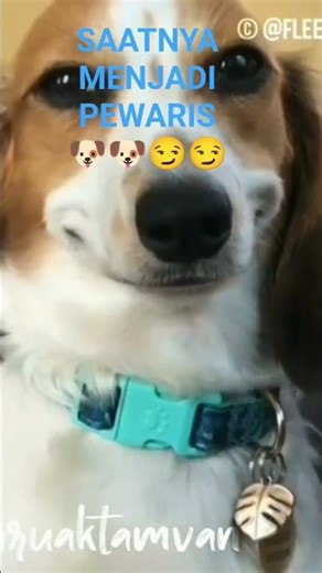 Doggy mau jadi pewaris harta kekayaannya majikan ‪@baruaktamvanofficial‬ #dog #fyp