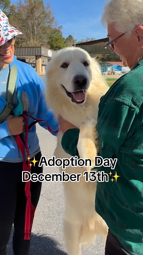 🎄Warm your heart & your home this holiday season with one of our Great Pyrenees🎄 Santa Paws has returned & invites you to join us for a festive Adoption Day on December 13,2025! This is our jolliest adoption event of the year where it’s filled with wet noses, fluffy tails & the biggest smiles! ⚠️ Warning: Side effects of adopting a Pyr may include excessive cuddling, snow-white fur on every outfit, and never going to the bathroom alone again! 🐶🚽💕 📆 When: December 13,2025 📍 Where: 3456 Bet