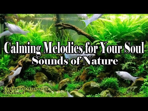 Beautiful Relaxation Instrumental🎵 Calming Melodies for Your Soul, Relaxation, and Meditation