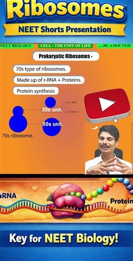 explanation of ribosomes