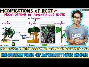 Morphology of Flowering Plants| Lec 5- Modifications of Adventitious Roots| Class 11| NEET|Neetology