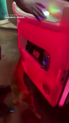 Surprise! Cat crawls out of claw machine after man wins plush toy #Shorts