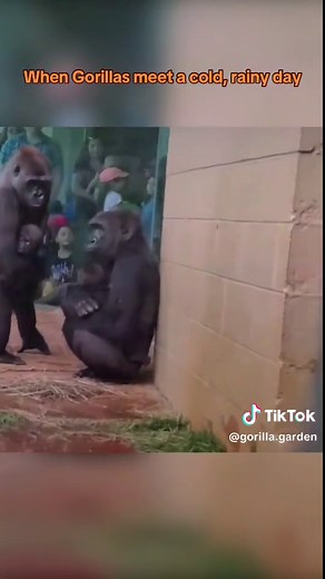 Gorillas' Fun Day: Escaping the Rain