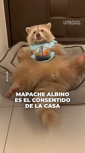 101K views · 2.2K reactions | Este insólito registro de un mapache albino volvió locos a los internautas, su raro aspecto y la graciosa forma en que come con un babero son demasiado para este mundo. | Upsocl Verde | Facebook