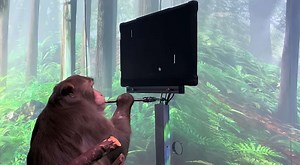 Not only can this Neuralinked monkey play Pong, he can do it with just his mind