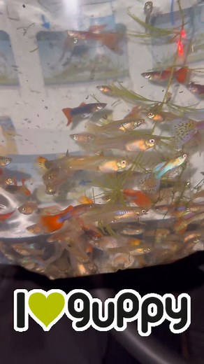🐠 Guppy story – klasika po slovensky 😁 Na videjku 100 živorodiek z rôznych akvárií, čo som mal cez leto vonku. Volá mi pán, že chce 100 kusov pre deti. Už tam mi to bolo podozrivé – pre deti, ale chce viac samice, nie samce 😆 to vieš komu hovoríš…vravím ešte že škoda miešať a ponukam mu mix… Tak že chce zo všetkých a hneď špekulácia – že také veľké množstvo, či by sa nedala zľava. Vravím, jasne, dajte si 50 cent dole, nech majú deti radosť. Vraj sa ozve zajtra, či to platí. Samozrejme – celý 