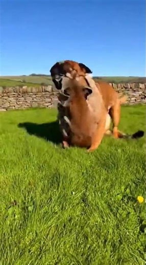 Bullmastiff vs. Cougar: Unbelievable Encounter! 🐾🔥