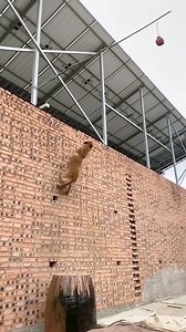 85K views · 981 reactions | Smart dog | KING K | Facebook