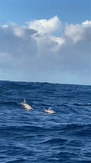 Swimming with dolphins