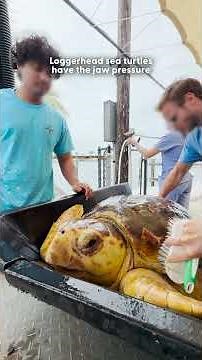 Sea Turtle Found With 10-Pound Tumor Makes Incredible Comeback and Returns to the Ocean | The Dodo