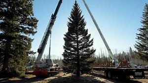 The U.S. Capitol Christmas Tree will be in Ouray on Weds! | Ouray Riverside Resort