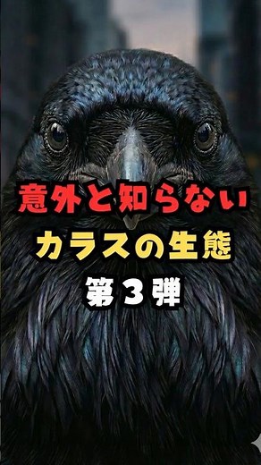 意外と知らないカラスの生態 第3弾