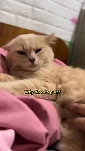 Why does your cat purr? 🤔😻 Comment “Pet” and I’ll DM the 🔗 to you instantly! Or simply search Pet Massager on our site ✨ | Cuddles & Meow