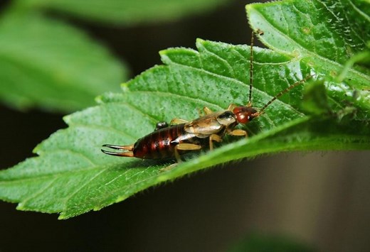 5 Long Skinny Black Bugs in House and How to Eliminate Them | Identification and Control Guide - Pest Samurai