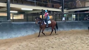 2.9K views | There are so many highlights in the #InglisDigital August (Late) Online Auction, including 3x5% shares in the Ciaron Maher Racing-trained 2YO colt THE EXTREME CAT (Extreme Choice), a $300k yearling from Gilgai Farm. Catalogue is live now, bidding opens from 3pm at inglisdigital.com and concludes from midday on Wednesaday (August 30). | Inglis | Facebook