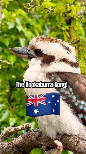 Kookaburra Sits in the Old Gum Tree - Australian Song