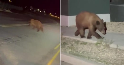 Bear-ly believable: Heber City gets an unexpected four-legged visitor