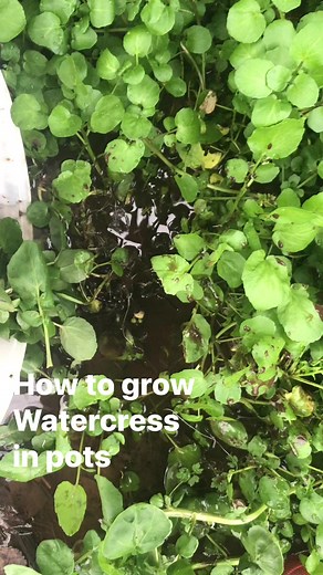 468K views · 10K reactions | How to grow Watercress in pots (Nasturtium officinale) #forage #survivalskills #freefood #Kai | Prepper Kiwi | Facebook