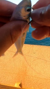 Dropping Live Bait off a Pier | Justin Reed Fishing