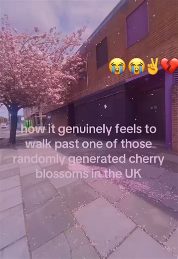 Historically the UK and Japan have exchanged their native plant species, cherry blossom trees being a main one, and since 2016 Japan has gifted over 7,000 cherry trees as a sign of friendship, that's why you randomly see them all over the country, this sort of thing has been going on for over a century now, a specific species of tree called the Tai-Haku actually went completely extinct in Japan for centuries, but a British ornithologist called Collingwood Ingram discovered a dying tree in someon