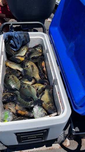 59K views · 833 reactions | We caught em all… #fishing #shellcracker #FloridaFishing #lakekissimmee #panfishing #bluegill #florida #crappie Everlasting Slip Bobber Slick Sticks Custom Rods SWAMP STIXX Custom Rods K9 Fishing Products | Branden Scott | Facebook