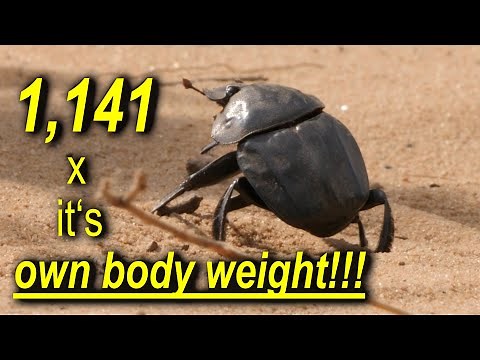 Unleashing The Incredible Power Of Dung Beetles In The African Wildlife!