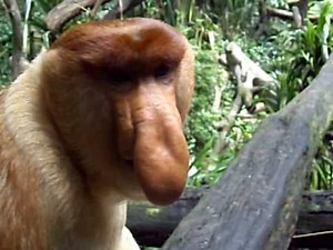 Proboscis monkey at Singapore Zoo