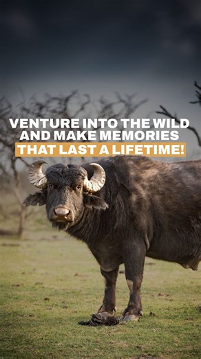 🐃 Experience a once-in-a-lifetime journey at Cazapampa hunting ranches. 👉 For direct information and reservations in USA, contact:⁣⁣⁣⁣ 📲 6097800693 - Ricardo Aguado ⁣⁣⁣⁣ ✉️ info@cazapampa.com⁣⁣⁣⁣⁣⁣⁣ | Cazapampa