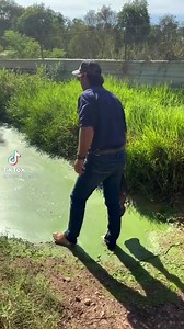 53K views · 403 reactions | The biggest gator ever filmed | Jacksonville Florida "The 904" | Facebook