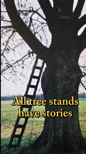 Every treestand has a story #short