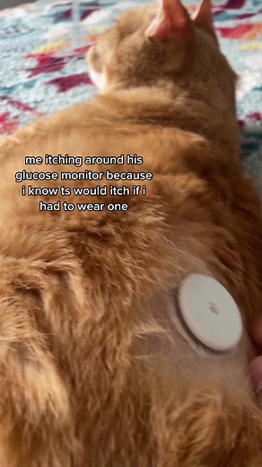 diabetic cat things #diabetescat #fyp