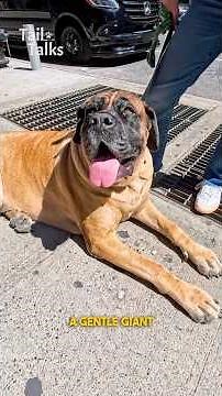 Meet Mo, a 5-year-old English Mastiff who loves to play with a ball! #mastiff #dog