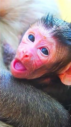 Heartwarming First Moments of a Newborn Baby Monkey 🐒