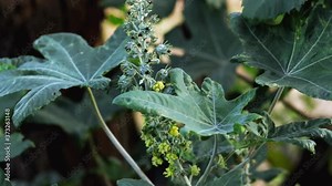 Castor leaf fresh natural background,Man cutting castor bean on plants,Castor, Castor Bean,Castor fruits on tree in the garden,Castor planting - biodiesel - fuel ecological,raw green castor plants