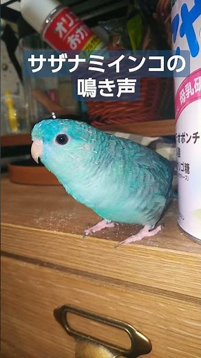 [Calling] The cry of a Barred Parakeet